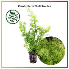 Image result for Ceratopteris thalictroides