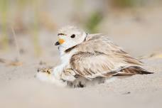 Early Bird Walk at Wellfleet Bay