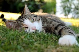Jika anda tidak terdesak maka anda boleh buat guna cara yang sebelumnya yang lebih baik kerana perlu dibiarkan selama seminggu paling. Keracunan Dalam Kucing Apa Yang Perlu Anda Lakukan Haiwan 2021