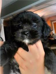 Super Cute 4 Male Shih Tzu Yorkie Mix Shorkie Tzu Puppies Left From Our Litter 3 Black And 1 White Black Th Shorkie Puppies Yorkie Shih Tzu Mix Yorkie Mix