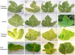Common gardening mistakes everybody makes Partial Nucleotide Sequence Of The Family Bunyaviridae Associated With A Mosaic Diseased Fig In North Egypt Scialert Responsive Version