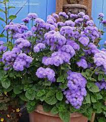 Surprisingly Long Blooming Late Spring To Winter Here At The Nursery I Love This Old Fashioned 30 Tall Flos Plants Deer Resistant Garden Lavender Flowers
