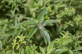 Image result for Aloysia citrodora