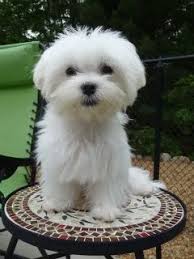 Examples Of Puppy Haircuts For A Maltese Puppies Maltese Puppy Maltese Dogs