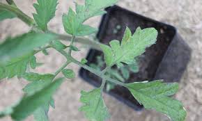 Check spelling or type a new query. Septoria Leaf Spot What It Is And How To Fix It Epic Gardening