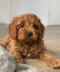 Most cavapoochons have a reddish. Cavapoo Simple English Wikipedia The Free Encyclopedia