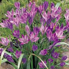 Summer flowering bulbs when to plant. Summer Flowering Bulb Collection Van Meuwen