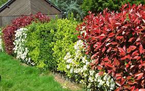 haie variee 12 arbustes fleuris persistants et melliferes jardiner malin arbuste haie decoration jardin exterieur jardiner malin