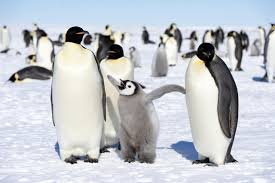 Penguins are birds, and all birds are vertebrates. Penguin Facts Popsugar Pets