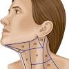 In radiology, the 'head and neck' refers to all the anatomical structures in this region excluding the. Https Encrypted Tbn0 Gstatic Com Images Q Tbn And9gcqd78d2f1bnqcrkccnbebpf7kysdmj6fskj8uv9tzrfeu9xlp P Usqp Cau