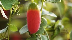 Image result for Coccinia grandis