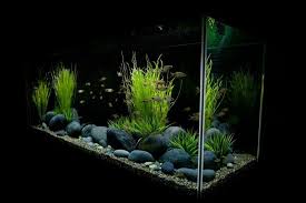 Aquarium Deko Selber Machen Inspirierende Ideen Und Tipps Zenideen Feiern Plantedaquarium Kreativeideen Aqu Aquarium Deko Aquarium Einrichten Aquascaping