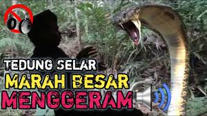 Saksikan video ni smpai habis untuk penjelasan. Suara Ular Tedung Selar Menggeram Mengerikan Saat Penangkapan Youtube