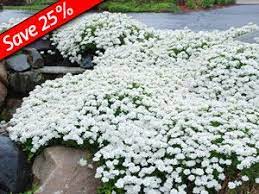 This plant offers rich, dark jade foliage and little clusters of white flowers. Iberis Tahoe Fountain Groundcover Plants Ground Cover Plants Ground Cover
