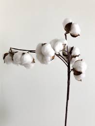 Check spelling or type a new query. 100 Cotton Pictures Download Free Images On Unsplash