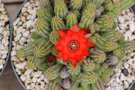 Peanut cactus starters 60 babies for $45 (echinopsis chamaecereus). Photo Of Peanut Cactus Flowering Succulents Succulents Growing Indoors