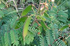 Image result for Caesalpinia decapetala