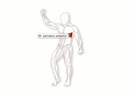 ■ aus drei teilen bestehender, deltaförmiger muskel an der außenfläche des mụsculus deltoides, anatomie: Der Serratus Anterior Der Quadricepsmuskel Und Der Vordere Deltamuskel Aks Testmuskel In Der Psychosomatischen Kinesiologie