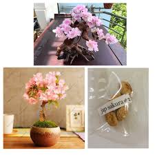 Though they are notoriously hard to grow from seed, these trees germinate with a. Japanese Sakura Cherry Blossom Flower Tree Seeds Shopee Philippines