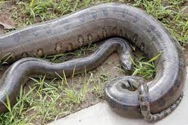 Memang pada umumnya ular yang besar besar seperti itu tidak memiliki bisa, seperti ular ular kecil yang ada. Ular Anakonda Perawan Lahirkan 18 Bayi Ular Di As Kok Bisa