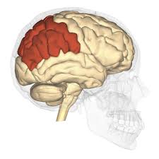 Image result for Parietal Lobe