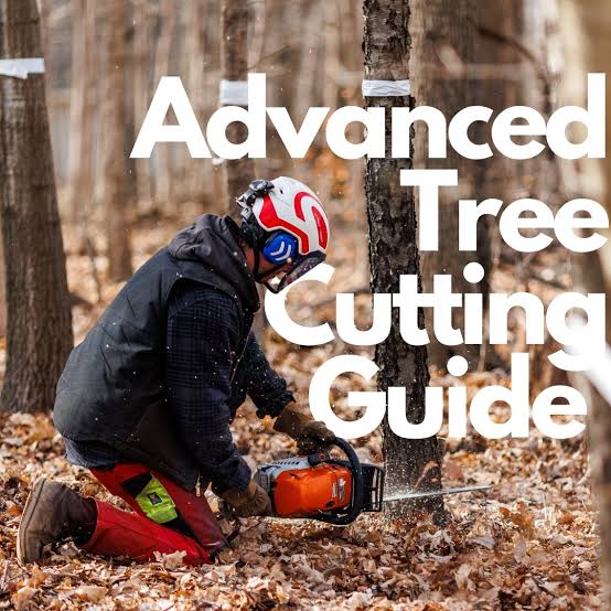 Mastering Advanced Tree Cutting Techniques: Safety, Equipment, and Best  Practices - Brandenberger TCP