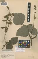 Image result for Rhynchosia luteola