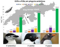 A puffin looks like a penguin but has a orange beak. Interspecific And Intraspecific Variation In Organochlorine Pesticides And Polychlorinated Biphenyls Using Non Destructive Samples From Pygoscelis Penguins Sciencedirect