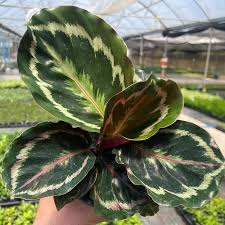 Image result for calathea