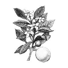 Black And White Orange Blossom Clip Art Pin On Sitio