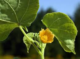 Image result for Abutilon longicuspe