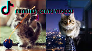 Try Not To Laugh Challenge Funny Cats And Dogs Funny Cat Videos 2020 Tik Tok Try Not To Laugh Challenge Funny Cat In 2020 Funny Cats Kittens Funny Try Not To Laugh