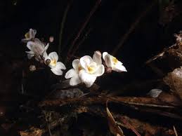 Image result for Didymoplexis