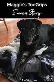 Dog Slipping On Hardwood Floors No More Cute Dog Collars Dogs Your Dog