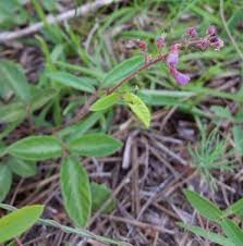 Image result for Desmodium incanum