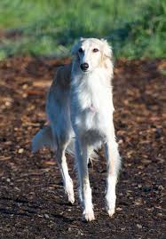 Maya The Silken Windhound Dog Long Haired Borzoi Whippet Perros Galgo Animales Y Mascotas