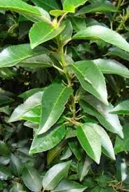 Contents 2 laurier uit zaden: Portugese Laurier Prunus Lusitanica Angustifolia Haag Heg Nl