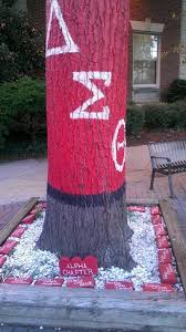 Dst Tree At Howard University Delta Sigma Theta Delta Sigma Theta Gifts Delta Sigma Theta Sorority