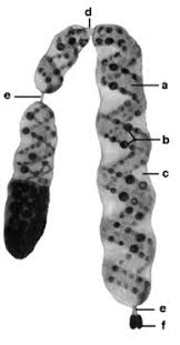 Marchantia polymorpha, sometimes known as the common liverwort or umbrella liverwort, is a large liverwort with a wide distribution around the world. Chromosomen Lexikon Der Biologie