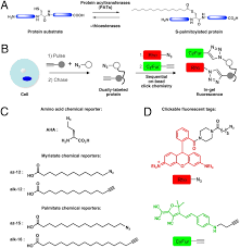Sometimes these modifications can regulate where a protein. Tandem Fluorescence Imaging Of Dynamic S Acylation And Protein Turnover Pnas