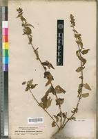 Image result for Ocimum lamiifolium