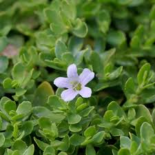 Image result for Bacopa monnieri