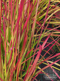 Image result for Imperata