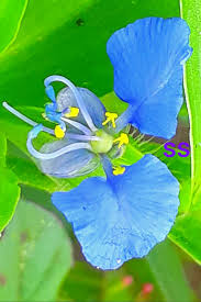 Image result for Commelina bracteosa