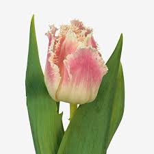 Maybe you would like to learn more about one of these? Tulips Dallas Rose 38cm Wholesale Dutch Flowers Florist Supplies Uk