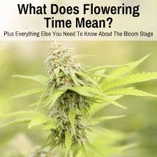 The main nutrients that the cannabis plant needs to develop are nitrogen (n), phosphorus (p) and potassium (k). What Does Flowering Time Mean Plus All Essentials Of The Bloom Stage Grow Light Info