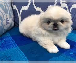 The video above is a pekingese puppy that we previously sold. View Ad Pekingese Puppy For Sale Near Texas Mesquite Usa Adn 200657