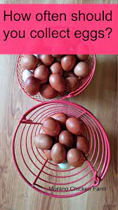 How Often Should You Collect Eggs Chicken Coop Chickens Chicken Breeds