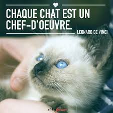 Citations Sur Les Chats Citation Chat Paroles De Chat Chat