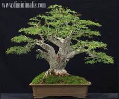 Bagaimana Cara Membuat Bonsai Asem Jawa Yang Indah